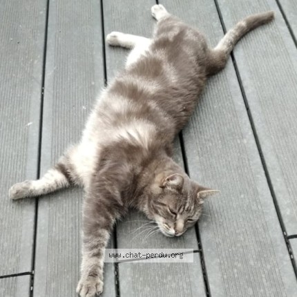 Photo 1/1 Malé Chat perdu à Vaux Le Penil