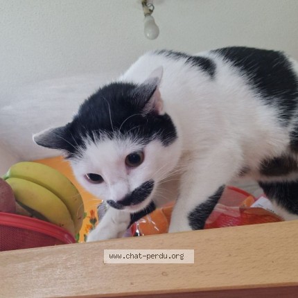 Photo de chat perdu à Tarbes