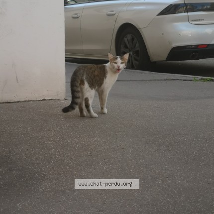 Photo 1/1 Chat trouvé Trouvé à Lyon