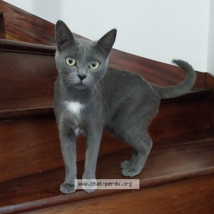Photo 1/1 Chat retrouvé Perdu à Brest Lambezellec