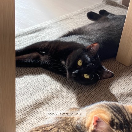 Photo 1/1 Chat retrouvé Perdu à Nantes