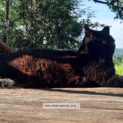 Photo de chat perdu à Port Ste Marie