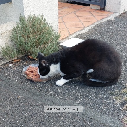 Photo 1/1 Chat trouvé Trouvé à Vaux Le Penil