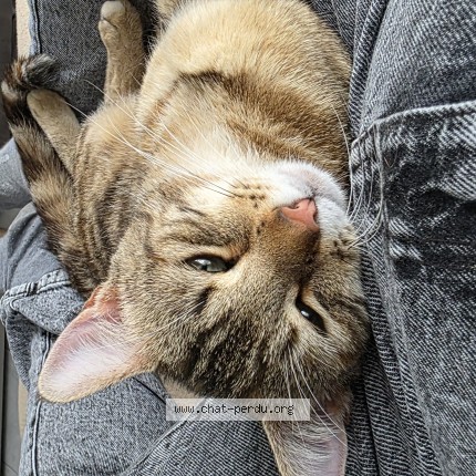 Photo de chat perdu à Guemene Penfao