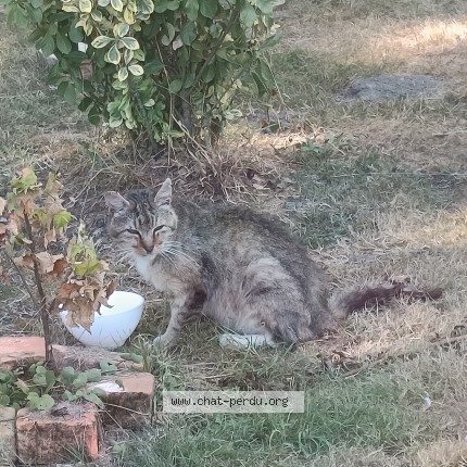Photo 1/1 Chat trouvé Trouvé à Ligny Le Ribault