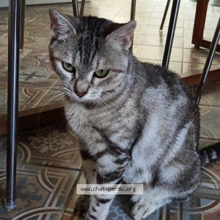 Photo de chat trouvé à Reze