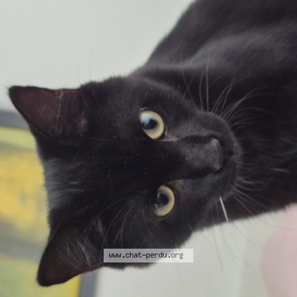 Photo de chat perdu à Rueil Malmaison