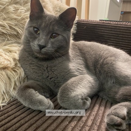 Photo de chat perdu à Frejus