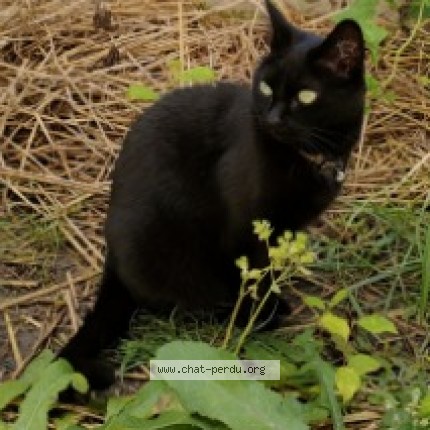 Photo 1/1 Lucie Chat perdu à Villers Au Tertre