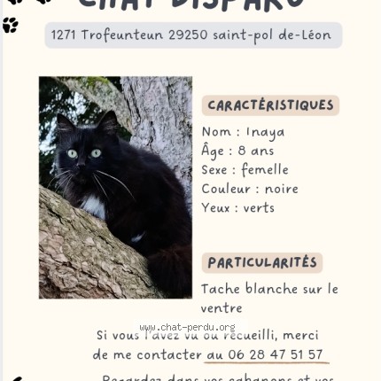 Photo 1/1 inaya Chat perdu à Saint Pol De Leon