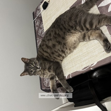 Photo de chat perdu à Montpellier