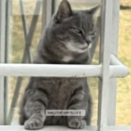 Photo de chat perdu à Thionville