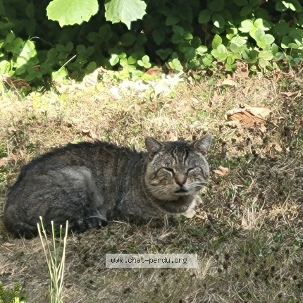 Photo 1/1 Chat trouvé Trouvé à Saint Gilles
