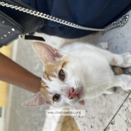 Photo de chat trouvé à Toulouse