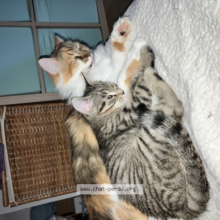 Photo de chat perdu à Villers Saint Paul