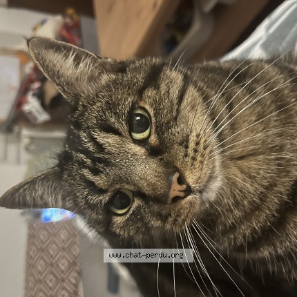Photo de chat perdu à Angers