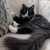 Fluffy