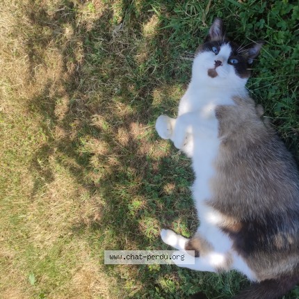 Photo 1/1 Chat retrouvé Perdu à Clohats Fouesnant