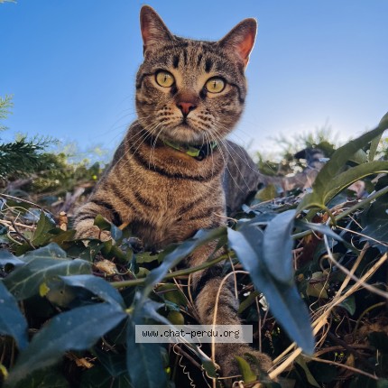Photo de chat perdu à Artix