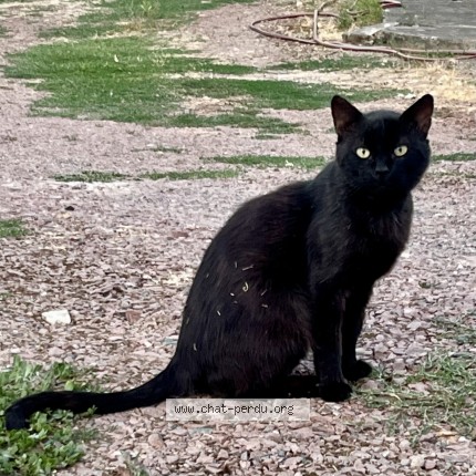 Photo de chat trouvé à Monts