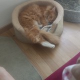spyro