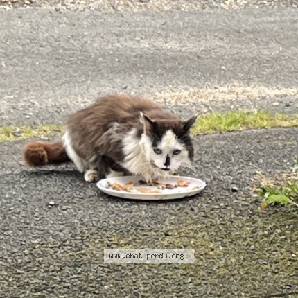 Photo de chat trouvé à Monts