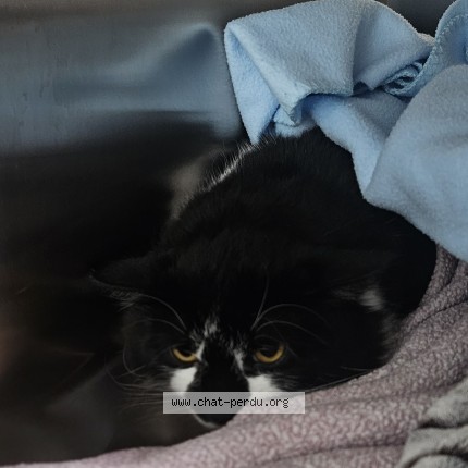 Photo 2/2 Chat trouvé Trouvé à Laval