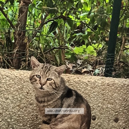 Photo 1/1 Chat trouvé Trouvé à Epinay Sur Seine