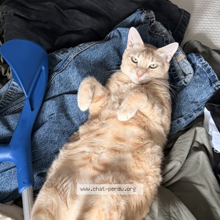 Photo de chat perdu à Tarbes