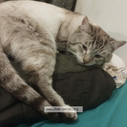 Photo de chat perdu à St Antoine De Breuilh