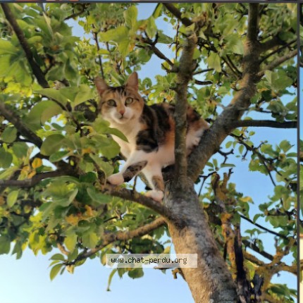 Photo de chat perdu à Florange