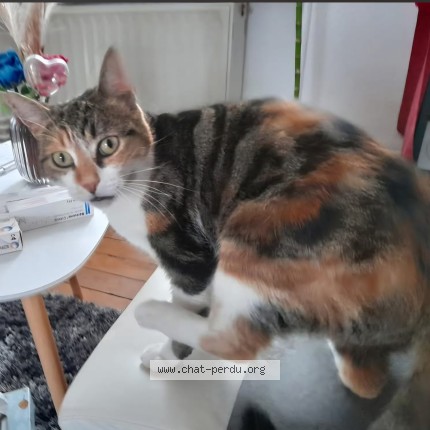 Photo 1/1 Aloy Chat perdu à Florange