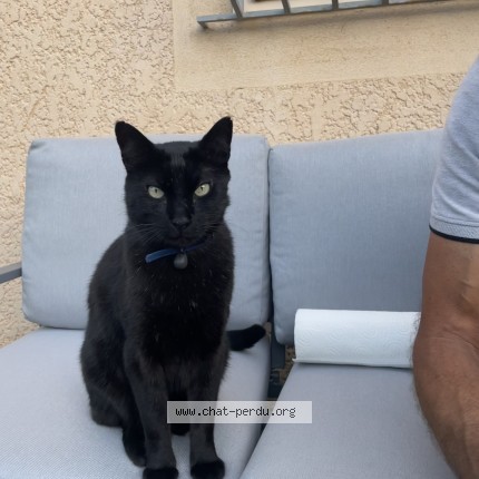 Photo de chat perdu à Velaux