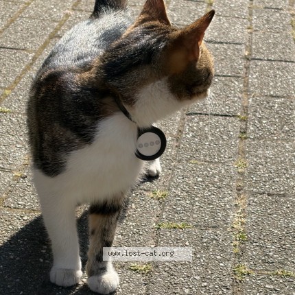 Photo 1/1 Chat trouvé Trouvé à Etterbeek