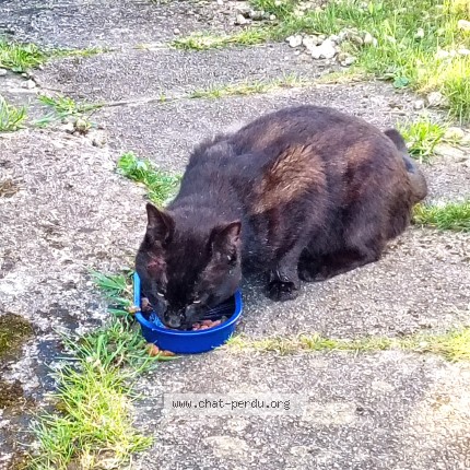 Photo de chat trouvé à Epinal
