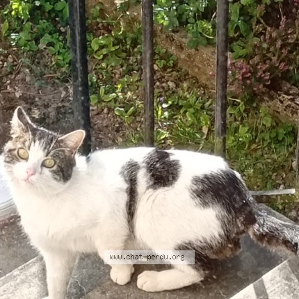 Photo de chat trouvé à Epinal
