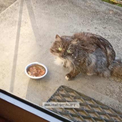 Photo 1/1 Chat trouvé Trouvé à Epinal