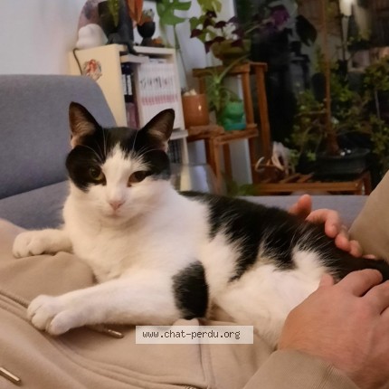 Photo 2/5 Loki Chat perdu à Montreuil