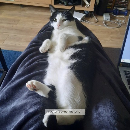 Photo 3/5 Loki Chat perdu à Montreuil