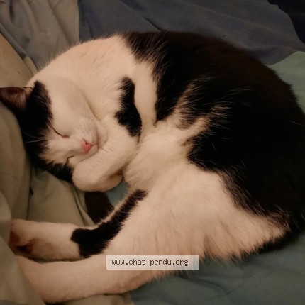 Photo 4/5 Loki Chat perdu à Montreuil