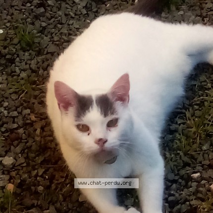 Photo 1/1 Chat trouvé Trouvé à Bavilliers