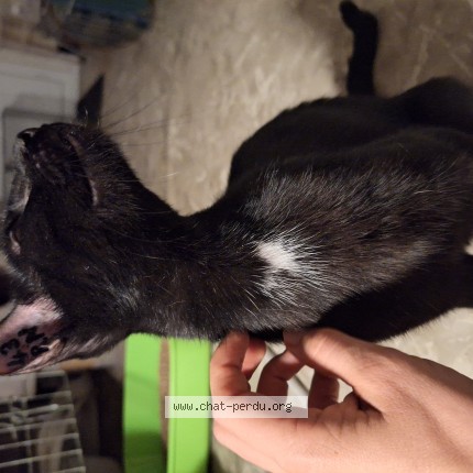 Photo de chat trouvé à Montpellier