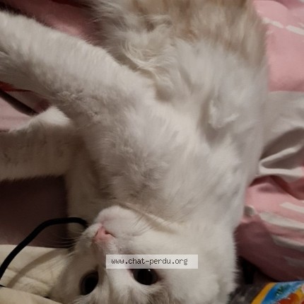 Photo de chat perdu à Salignac De Mirambeau