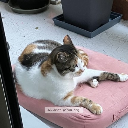 Photo de chat perdu à Vannes