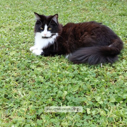 Photo 1/1 venus Chat perdu à Smarves