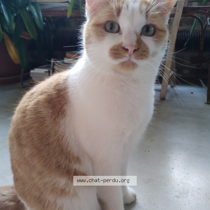 Photo 1/1 Chat retrouvé Perdu à Gouvernes
