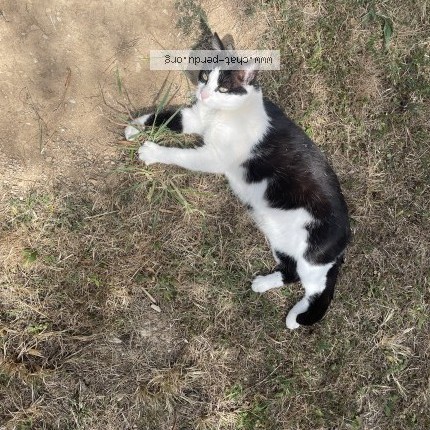 Photo 2/2 L&eacute;a Chat perdu à Cabrieres