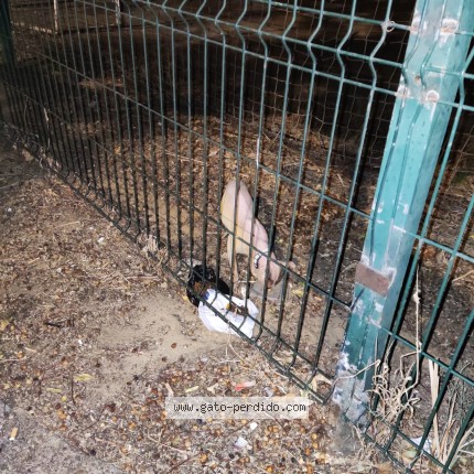 Photo de chat trouvé à Sevilla