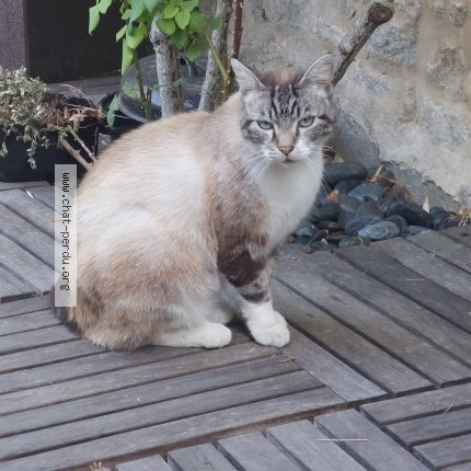 Photo 1/1 Chat trouvé Trouvé à Ormoy La Riviere