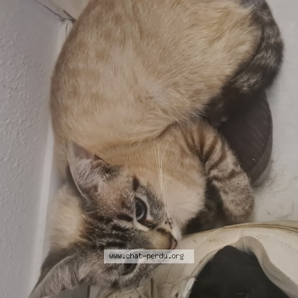Photo de chat perdu à Graulhet